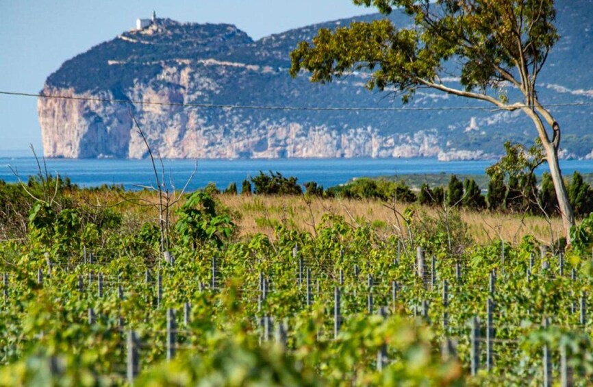 A vineyard with rows of grapevines, a clear sky, and a mountain in the background. 2