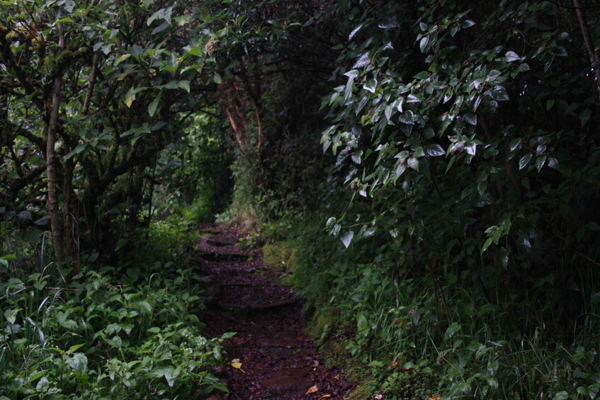 A narrow forest path surrounded by dense foliage. 4