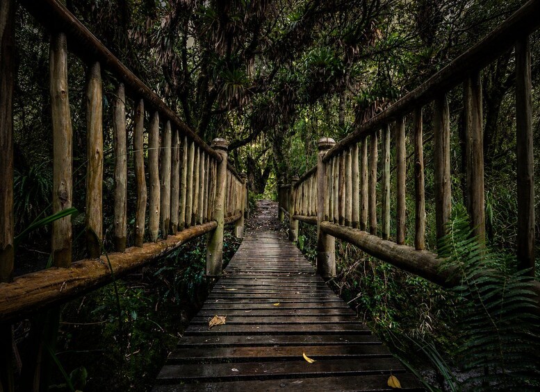 A wooden bridge surrounded by dense forest. 3