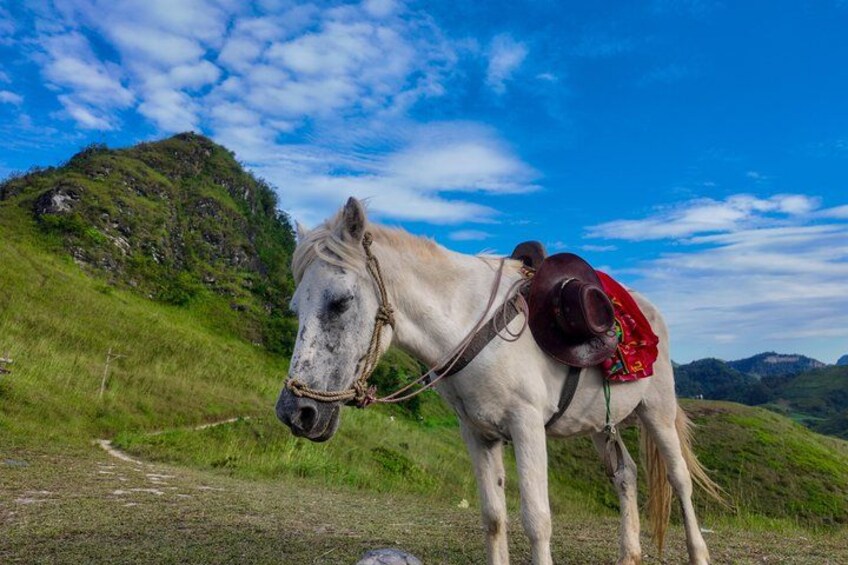 A horse with a saddle and bridle standing on a grassy path with a mountainous background. 5