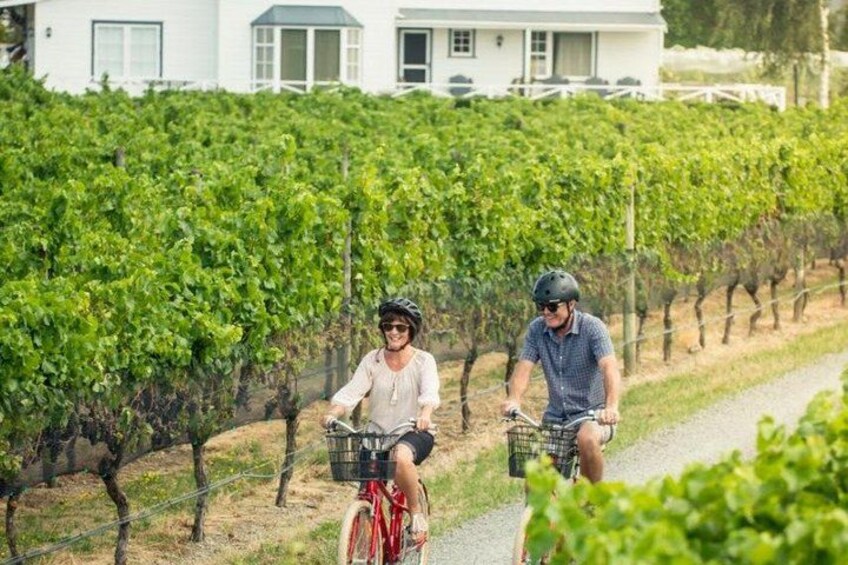 Two people riding bicycles in a vineyard with rows of grapevines. 4