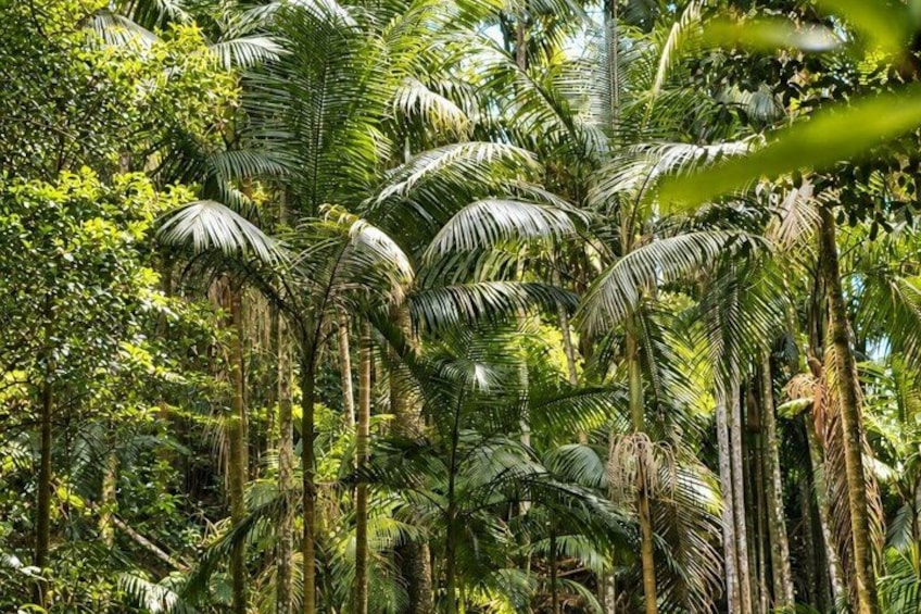 A dense tropical forest with tall palm trees and various green foliage. 2