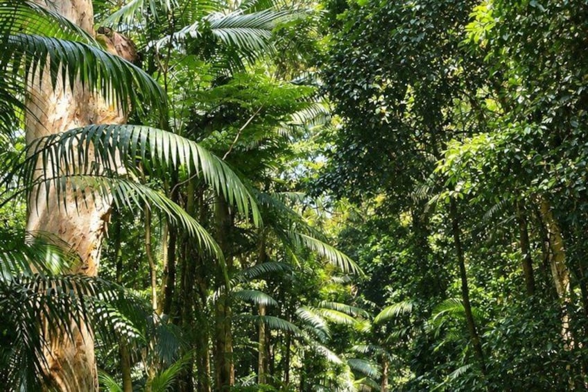 A dense tropical forest with various types of trees, including palm trees. 3