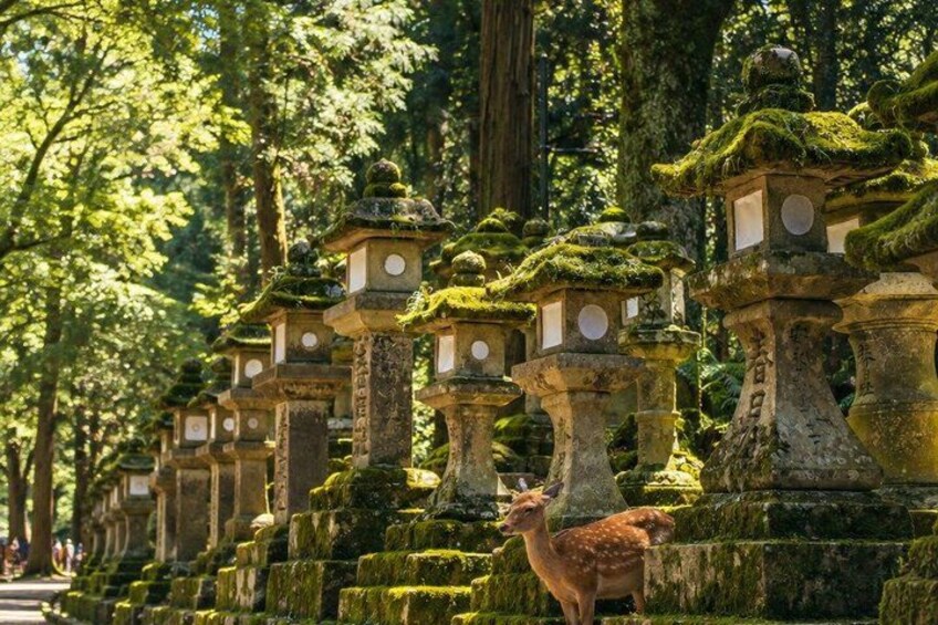 A row of stone lanterns with moss, a deer, and a forested background. 5