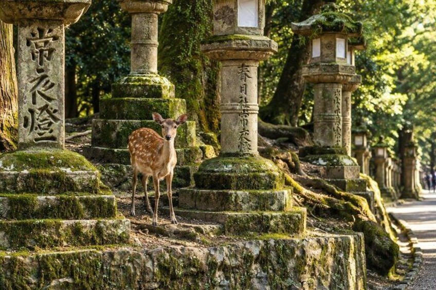 A deer standing on stone steps with moss-covered pillars and Japanese inscriptions. 4