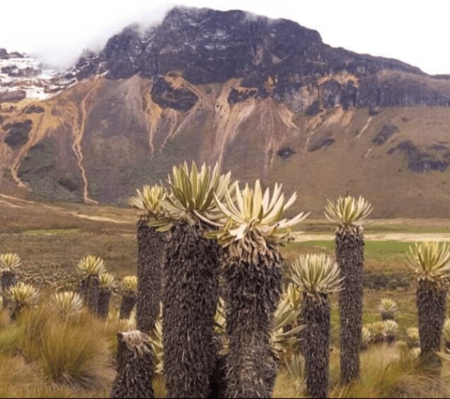 Paisaje con plantas altas y puntiagudas en primer plano y montañas al fondo. 5