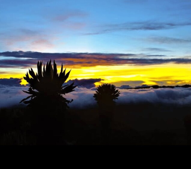 Un atardecer con siluetas de palmeras contra un cielo nublado. 2