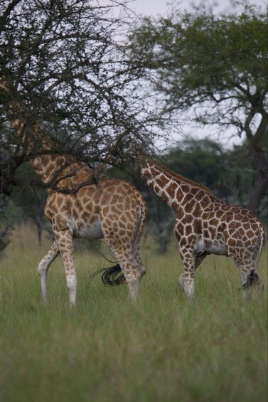 Picture 3 for Activity 5 Days Uganda Wildlife & Gorilla Safari 3