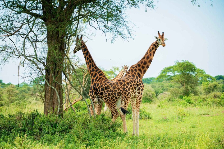 Picture 2 for Activity 5 Days Uganda Wildlife & Gorilla Safari 2