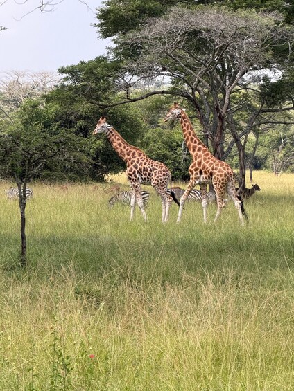5 Days Uganda Wildlife & Gorilla Safari 1