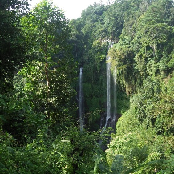Picture 6 for Activity Bali: Dolphin Watching Boat Tour and Sekumpul Waterfall 3