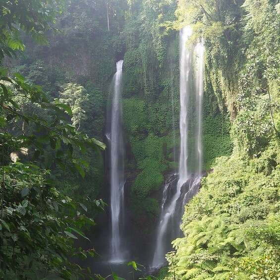Picture 7 for Activity Bali: Dolphin Watching Boat Tour and Sekumpul Waterfall 5