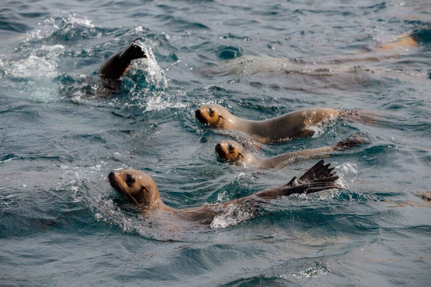 A group of seals swimming in the ocean. 4