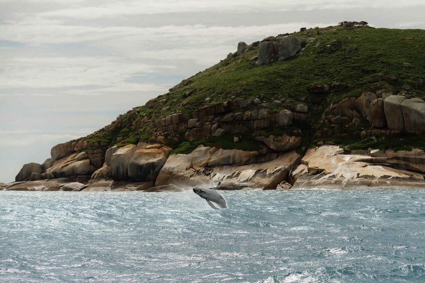 A whale breaching the ocean near a rocky coastline. 1