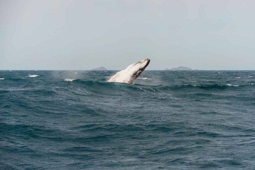 A whale breaching the ocean surface. 3