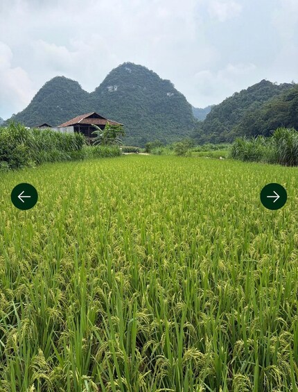 A lush green rice field with a small house and mountains in the background. 4