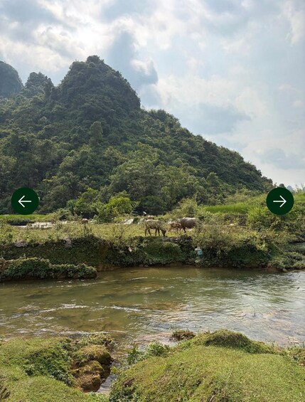 A river with water buffalo grazing on the bank, surrounded by lush greenery and a hill in the background. 5