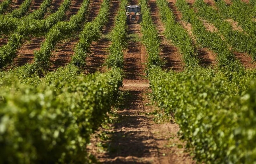 A vineyard with rows of grapevines and a vehicle in the center. 2