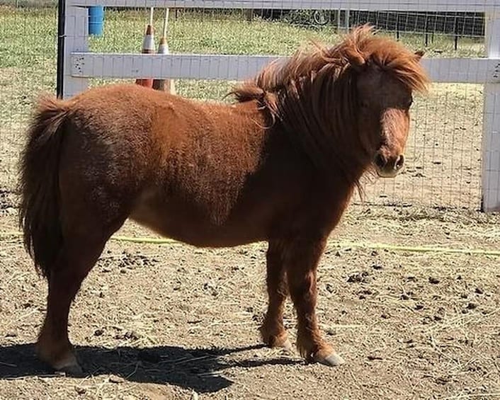 En lille, brun pony står i et indhegnet område med sandjord. 5