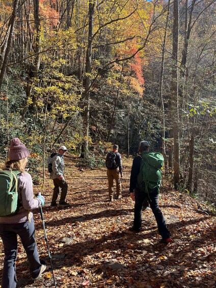 Picture 1 for Activity Great Smoky Mountains: Half day Forest Bathing Experience 2