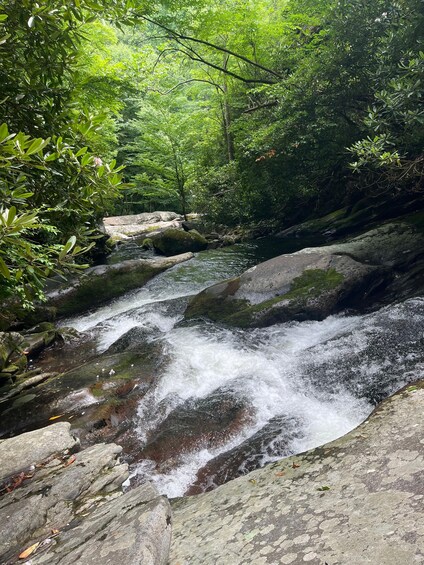 Picture 2 for Activity Great Smoky Mountains: Half day Forest Bathing Experience 3