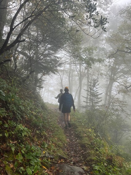 Great Smoky Mountains: Half day Forest Bathing Experience 1