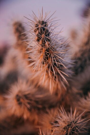 Primer plano de un cactus con espinas, sobre un fondo borroso de cactus parecidos. 1