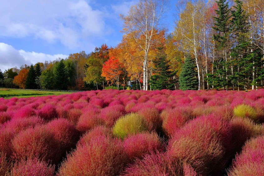 A field of pink and red heather with trees in autumn colors in the background. 3