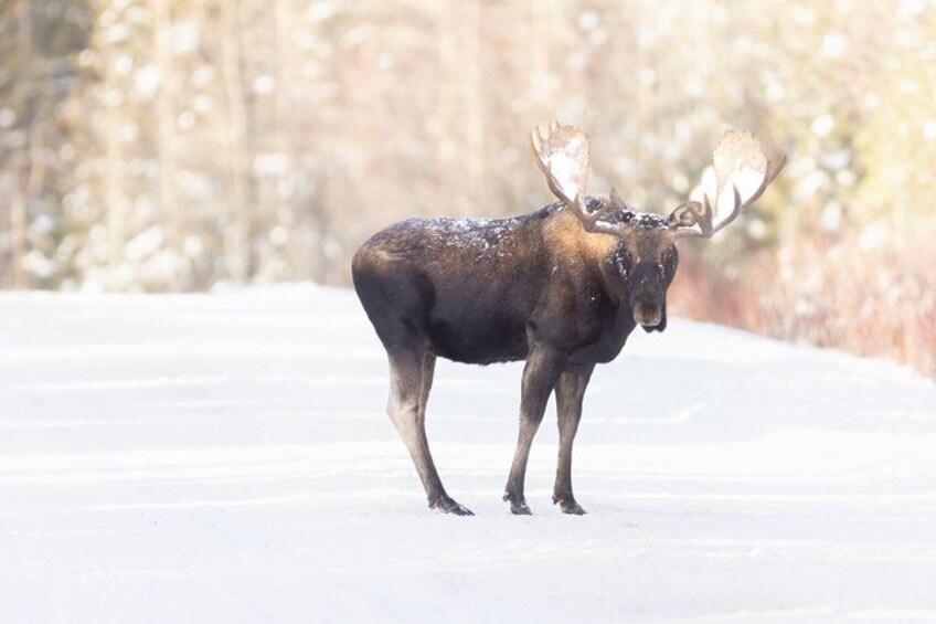 A moose standing on snow-covered ground with trees in the background. 1