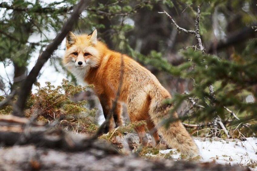 A fox in a snowy forest with trees and branches. 3