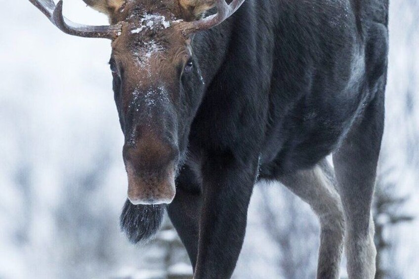 A moose in a snowy landscape. 4