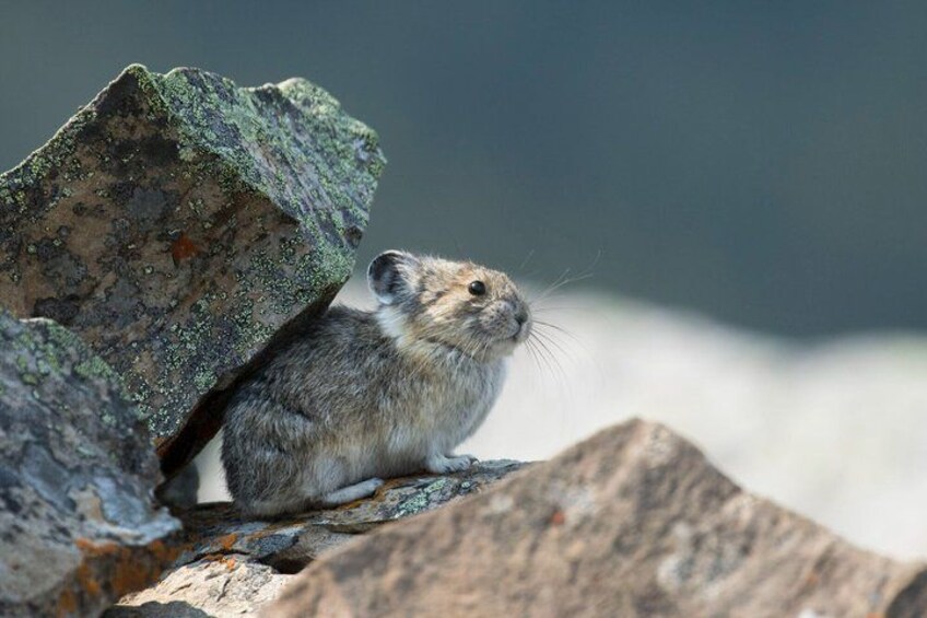 A small mammal on a rock with a blurred natural background. 5