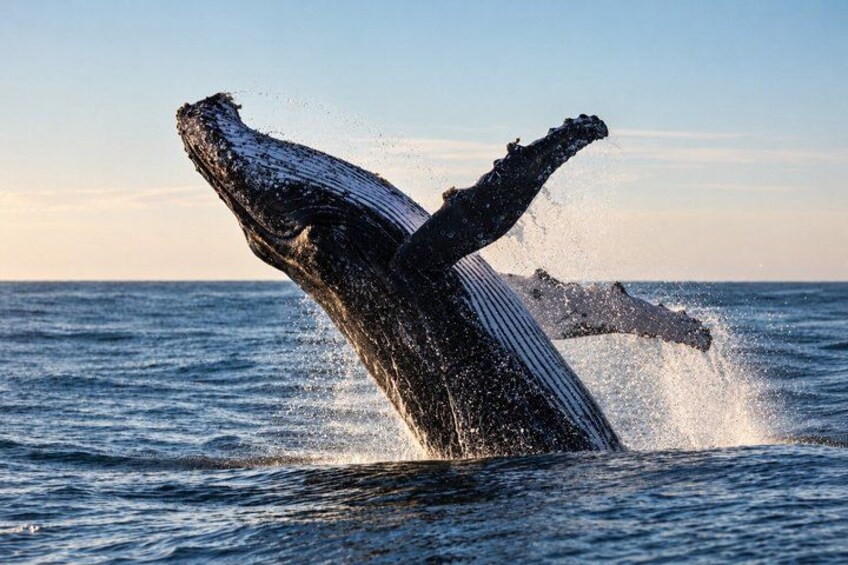 A humpback whale breaching the ocean surface. 3