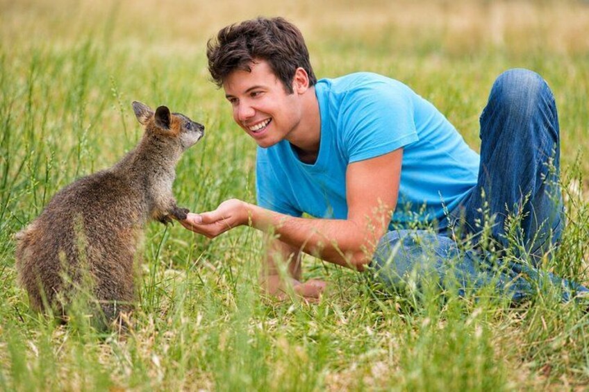 A person in a blue shirt and jeans sitting on the grass, interacting with a small kangaroo. 2