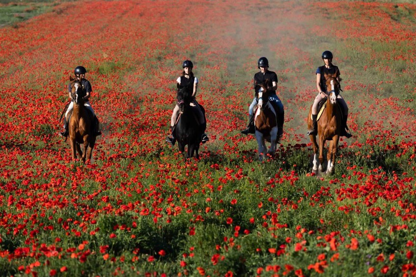 Three riders on horses in a field of red poppies. 1