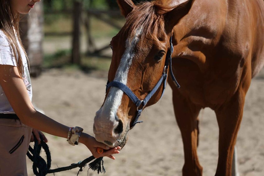 A person holding a horse's bridle. 5