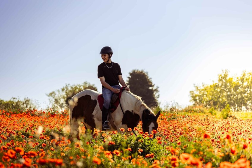A person riding a horse in a field of poppies. 2