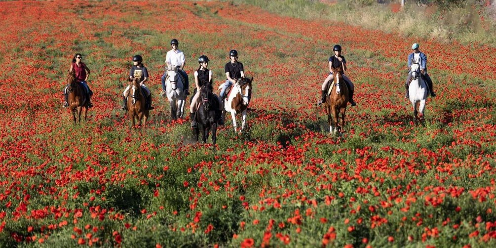 A group of people riding horses through a field of red poppies. 3
