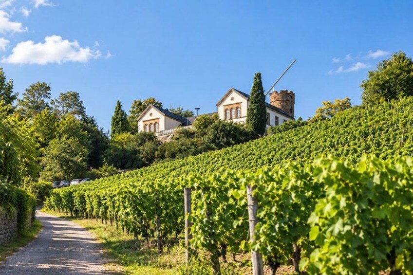 A vineyard with rows of grapevines, a stone wall, and a building with a tower. 2