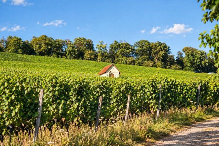 A vineyard with rows of grapevines, a small building, and a dirt path. 4