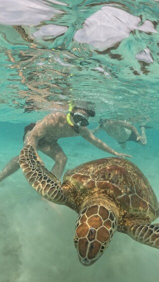 Una persona nada con una tortuga marina en aguas cristalinas. 2