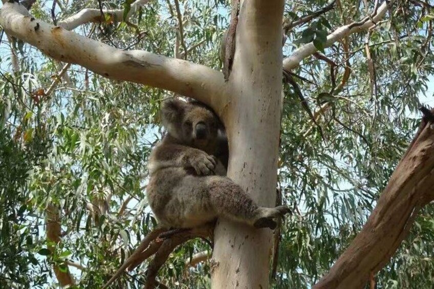 A koala clinging to a tree branch. 4