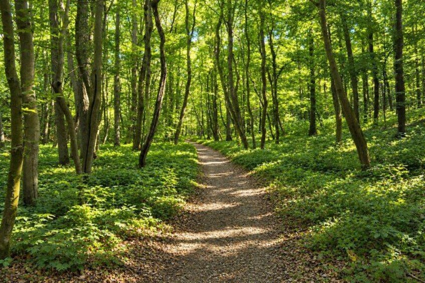 A forest path surrounded by tall trees and lush greenery. 2