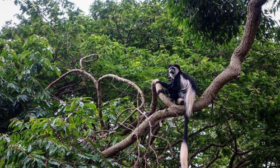 Un mono sentado en una rama de árbol en un bosque frondoso. 5