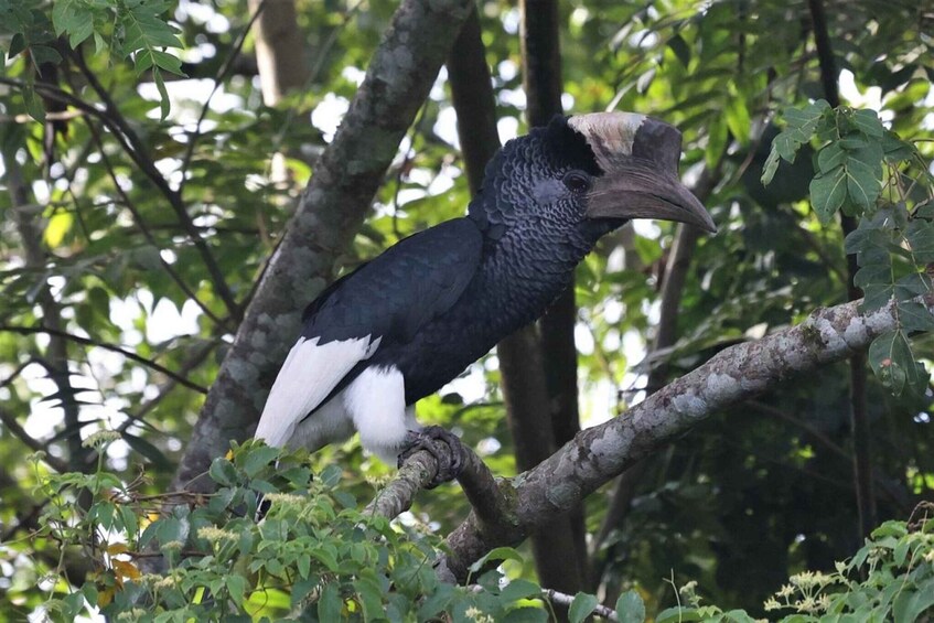 Un pájaro posado en una rama rodeado de follaje. 1