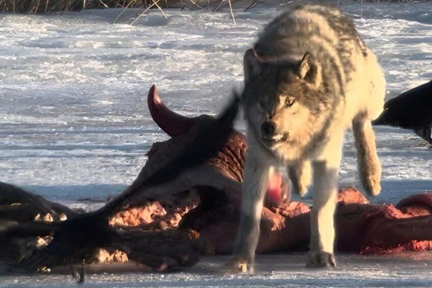 A wolf attacking a deer in a snowy landscape. 1