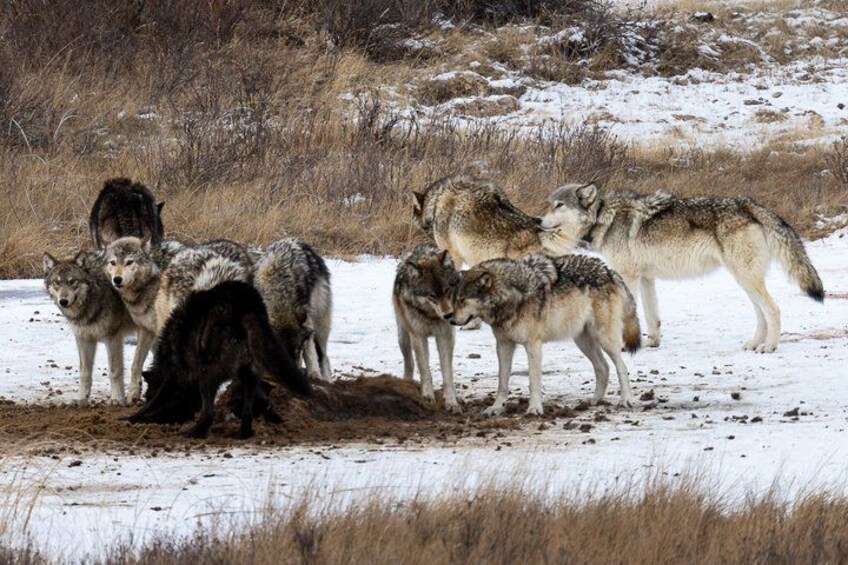 A group of wolves in a snowy landscape. 4