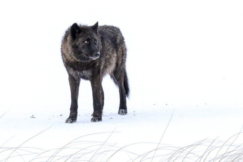 A wolf standing in the snow. 3