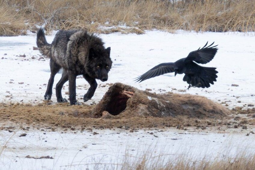 A wolf and a bird near a burrow in a snowy field. 2