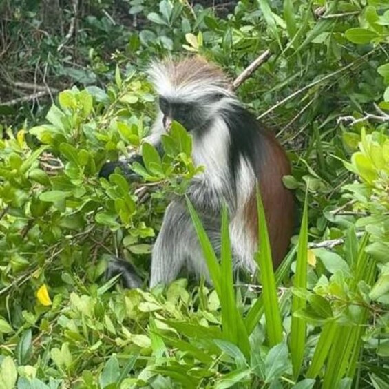 Un mono en medio de un follaje verde espeso. 2